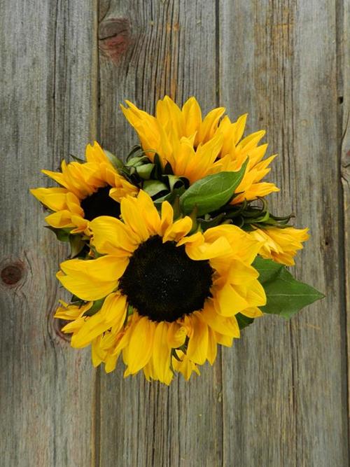 DARK CENTER  YELLOW SUNFLOWERS